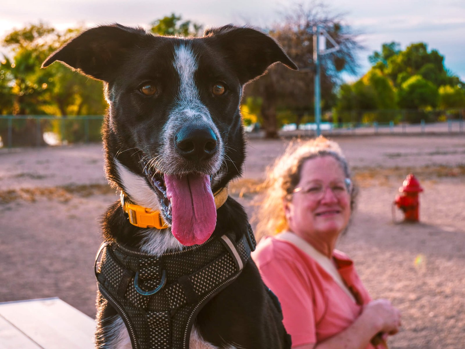 video still of a blue heeler at dog park during sunset