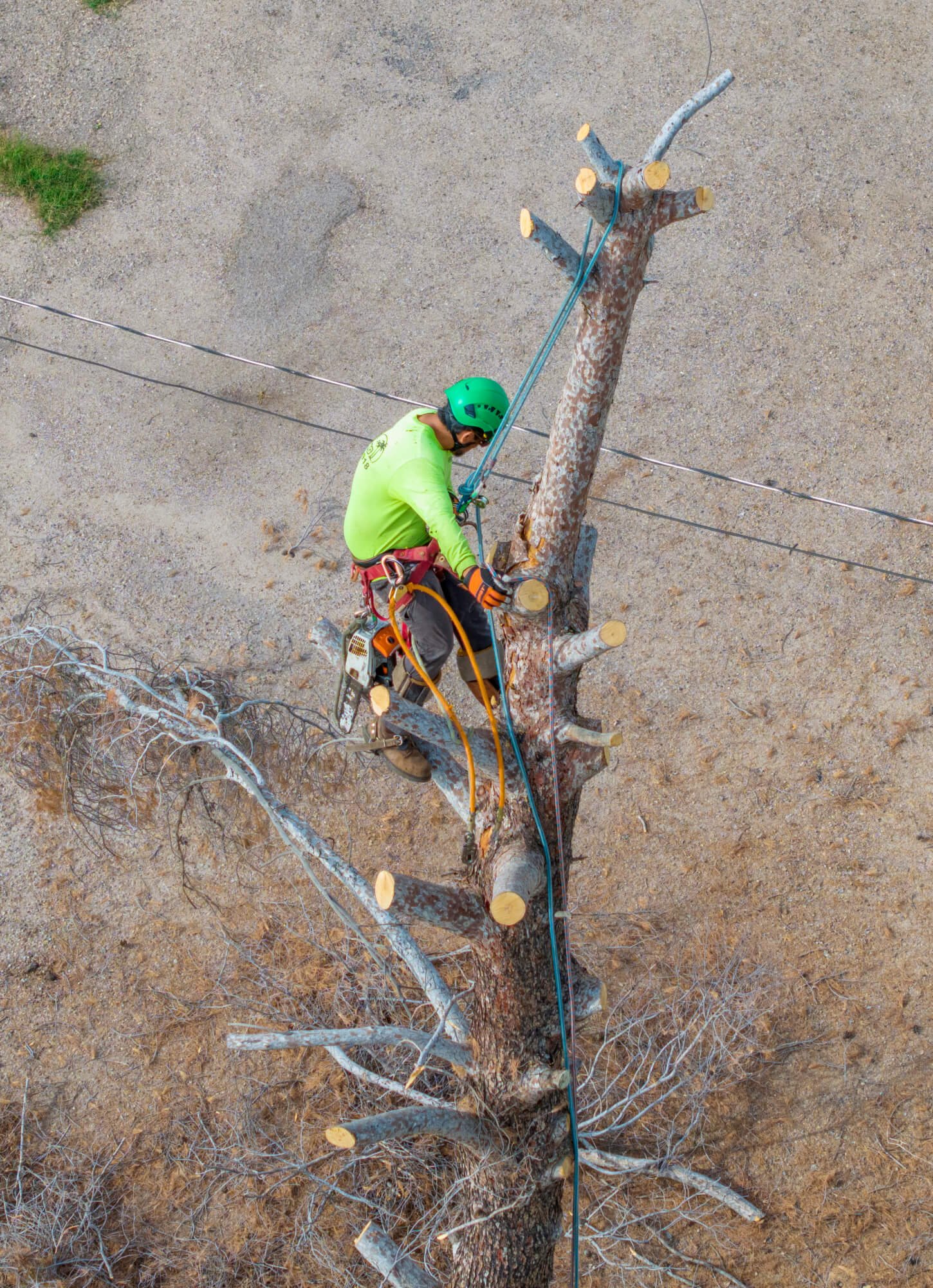 drone photograph of an arborist trimming a tree
